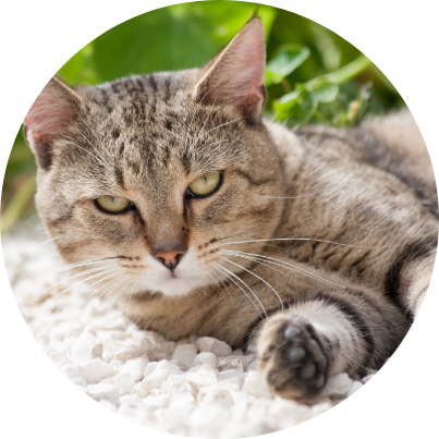Cat on dust free litter